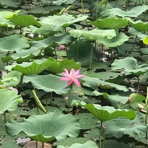 Meet your Posher, Yolanda